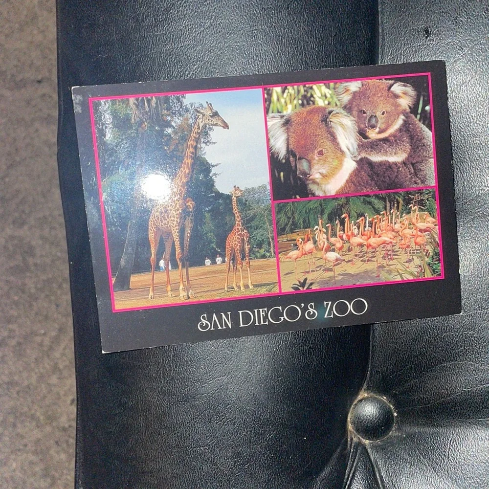 Antique Collectible Vintage. San Diego’s Zoo Postcard.